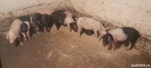 vand scroafa mare, si purcei. - imagine 2