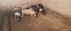 vand scroafa mare, si purcei.