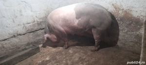 vand scroafa mare, si purcei. - imagine 3