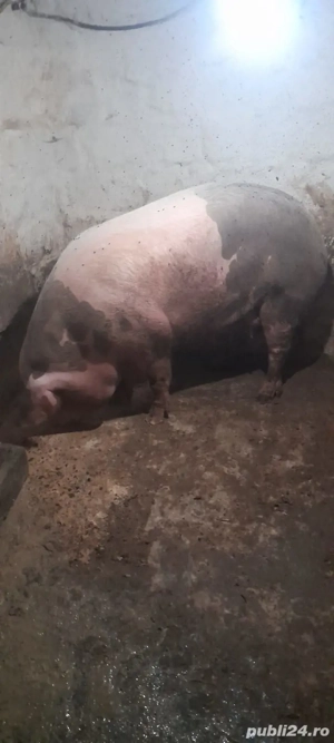 vand scroafa mare, si purcei. - imagine 4