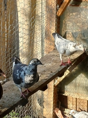 Porumbeii vuiajorii disponibili. 