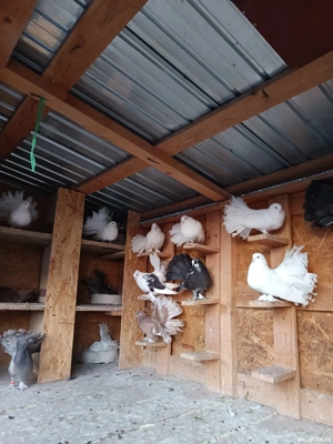 Porumbeii voltati si indieni - imagine 5