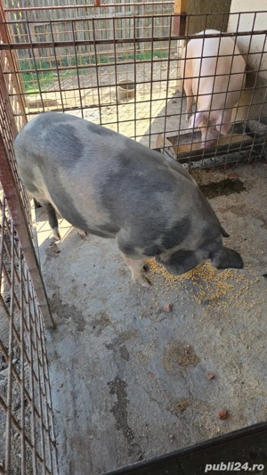 vand porci - imagine 3