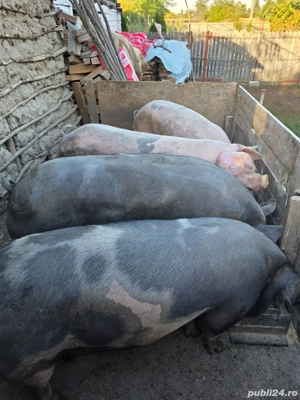 vand porci - imagine 2