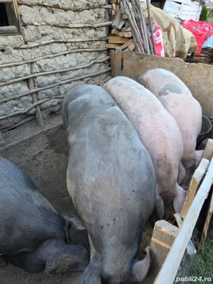 vand porci - imagine 4