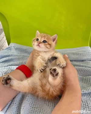 Puiuț British short hair - imagine 2