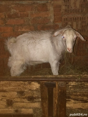 animale  capre - imagine 3