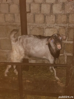 animale  capre - imagine 2
