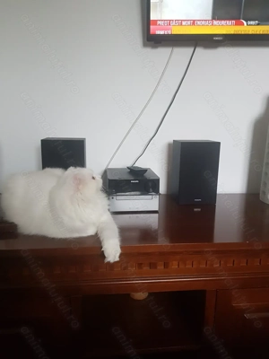 Pisica scotish longue hair