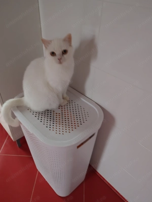 Pisica british white