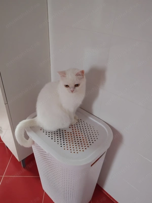 Pisica british white - imagine 3