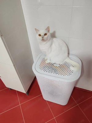 Pisica british white - imagine 4