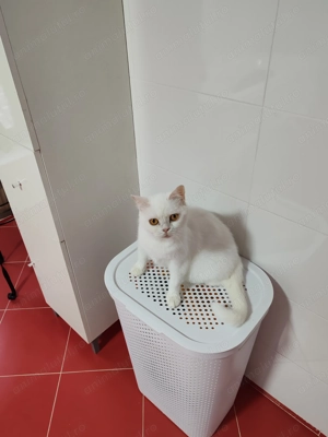 Pisica british white - imagine 5