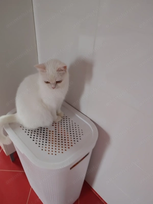 Pisica british white - imagine 2