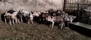 Purcei 6 săptămâni sau schimb cu cereale 