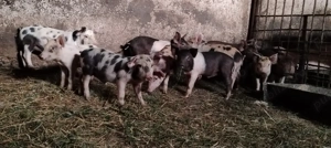 Purcei 6 săptămâni sau schimb cu cereale  - imagine 2