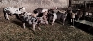 Purcei 6 săptămâni sau schimb cu cereale  - imagine 3