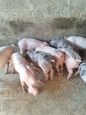 Vand Purcei - imagine 5