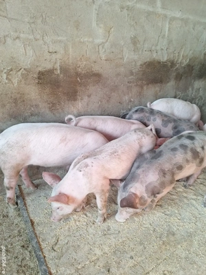 Vand Purcei - imagine 3