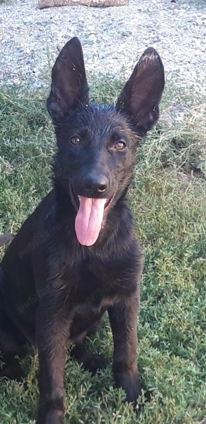 Ciobănesc german linie de lucru neagră, vârstă 5 luni 