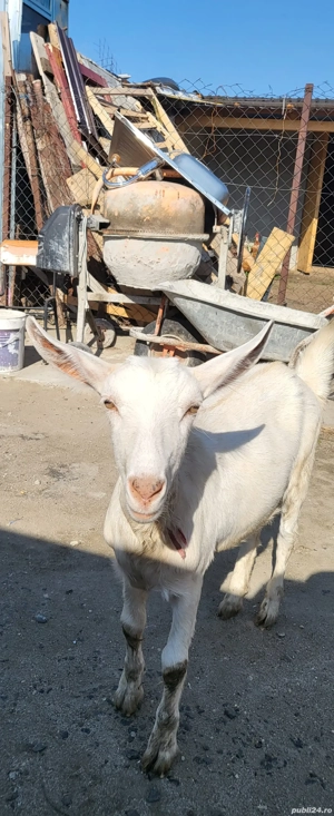 vand ieduta - imagine 2 vand ieduta - imagine 2