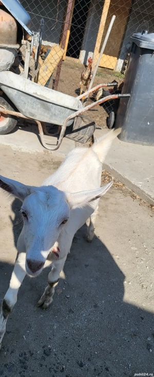 vand ieduta - imagine 3 vand ieduta - imagine 3