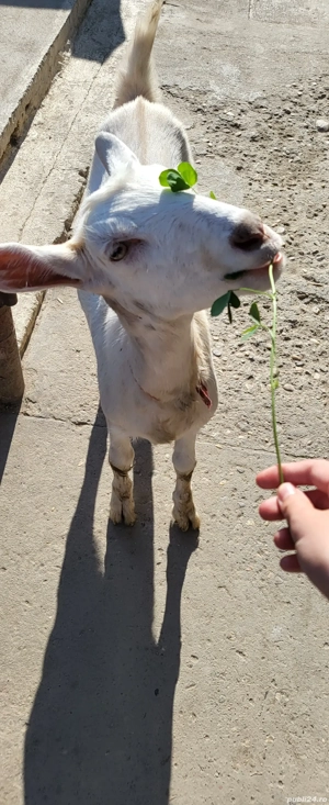 vand ieduta - imagine 5 vand ieduta - imagine 5