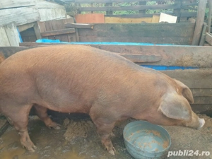 vand purcea duroc rasa pura de carne