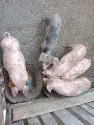 Porci marele alb  - imagine 2