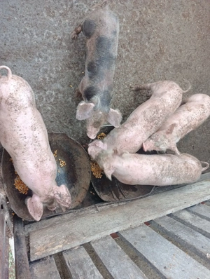 Porci marele alb  - imagine 4