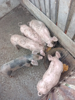 Porci marele alb  - imagine 3