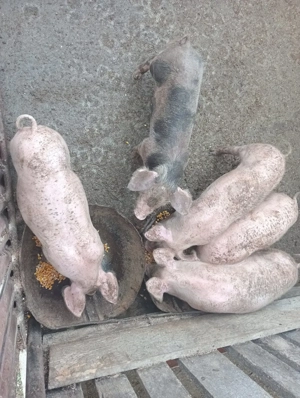 Porci marele alb  - imagine 5