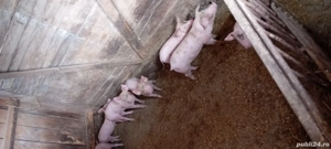 purcei de vanzare - imagine 2 purcei de vanzare - imagine 2