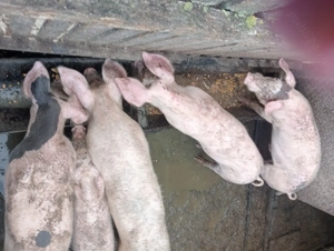 Porci marele alb  - imagine 3