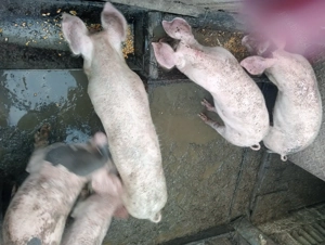 Porci marele alb  - imagine 2