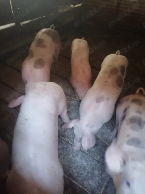 Vand purcei - imagine 2