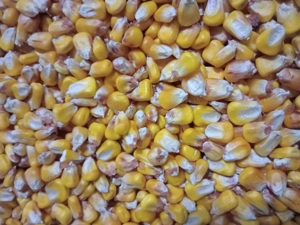 Porumb boabe producție  2025 - imagine 3