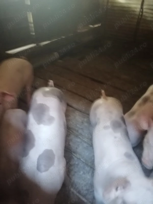 Vand purcei - imagine 3