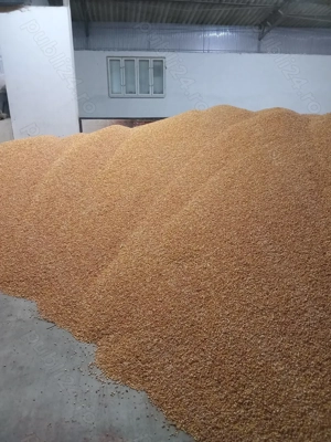 Porumb boabe producție  2025 - imagine 2