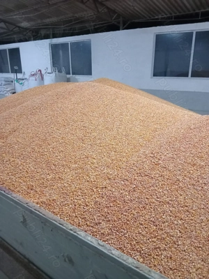 Porumb boabe producție  2025