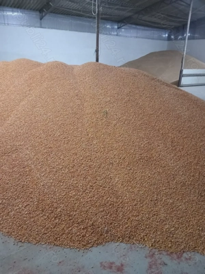 Porumb boabe producție  2025 - imagine 4