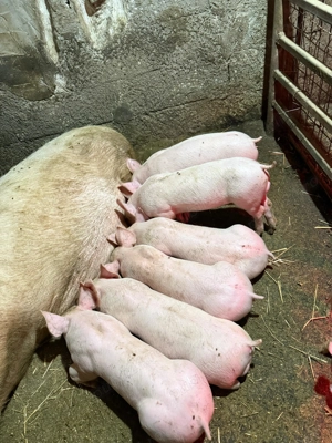 Purcei rasă de carne, vaccinati și deparazitati - imagine 2 Purcei rasă de carne, vaccinati și deparazitati - imagine 2