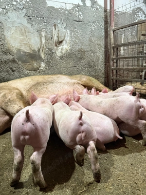 Purcei rasă de carne, vaccinati și deparazitati