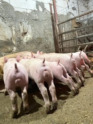 Purcei rasă de carne, vaccinati și deparazitati - imagine 4 Purcei rasă de carne, vaccinati și deparazitati - imagine 4