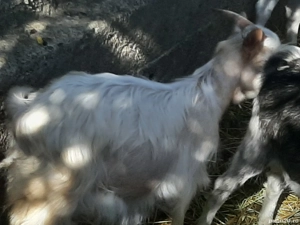 țăpușori si iede de vânzare de anu asta  - imagine 3