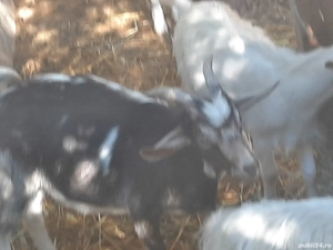 țăpușori si iede de vânzare de anu asta  - imagine 2