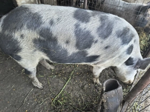 Porc mare, mascul,150kg;  Porci mici, de 6 săptămâni; - imagine 2