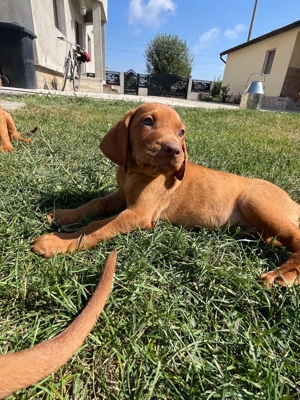 Cățeluși Viszla maghiara  în căutare de noi stăpâni și parteneri de vanatoare  - imagine 2