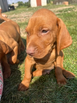 Cățeluși Viszla maghiara  în căutare de noi stăpâni și parteneri de vanatoare  - imagine 3