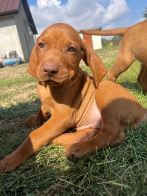 Cățeluși Viszla maghiara  în căutare de noi stăpâni și parteneri de vanatoare  - imagine 4